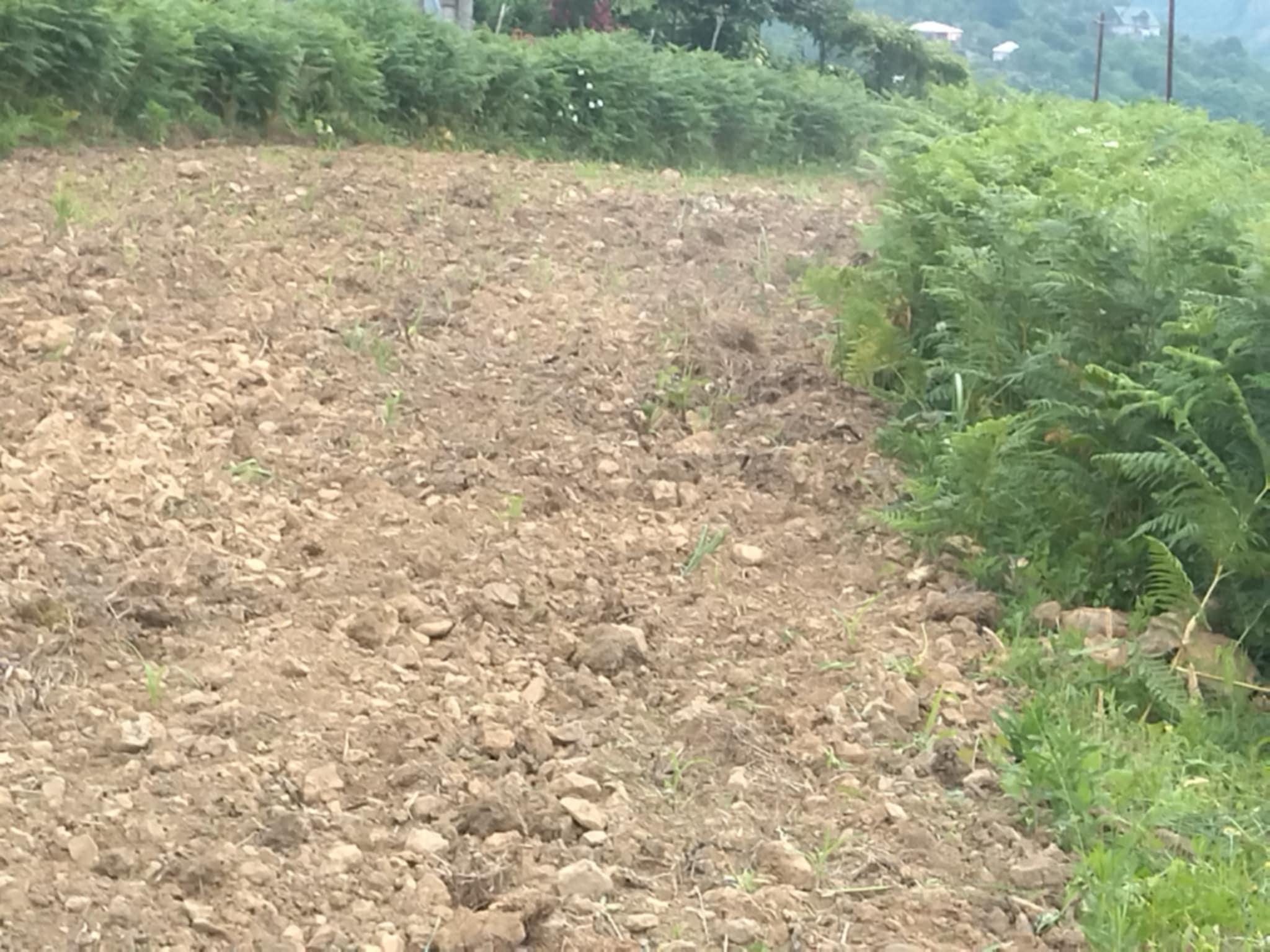 Батуми за городам Село Капрешуми срочно продаётся земельный участок.