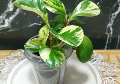 inbound7470666391058637318